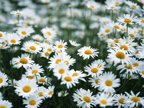 拍花