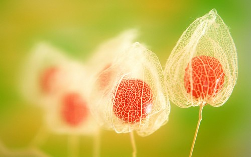 拍花