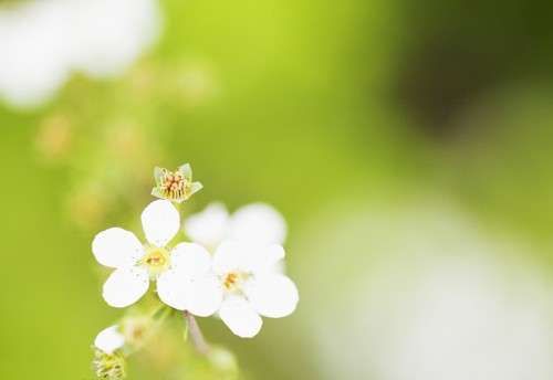 拍花