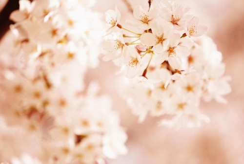 拍花