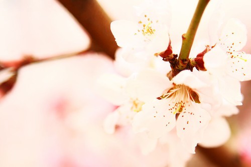 拍花