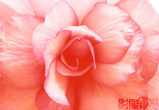 『摄影教程』Chris教你拍摄花卉的诀窍