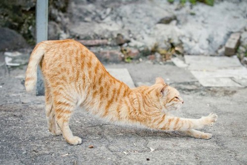 宠物猫拍摄入门技巧