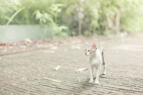 宠物猫拍摄入门技巧