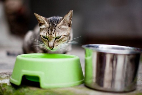 宠物猫拍摄入门技巧