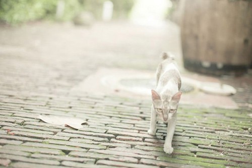 宠物猫拍摄入门技巧