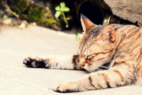 宠物猫拍摄入门技巧