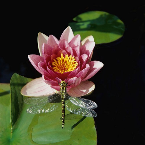 花上昆虫的20个拍摄技巧