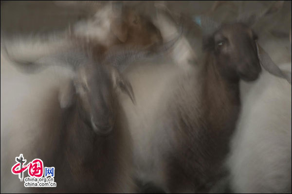 中国摄影师获乌克兰2012金相机国际摄影奖第二名