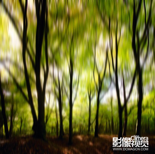 拍摄风光新方法——森林中的树木