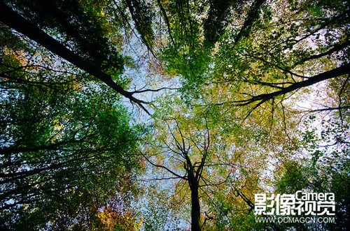 拍摄风光新方法——森林中的树木