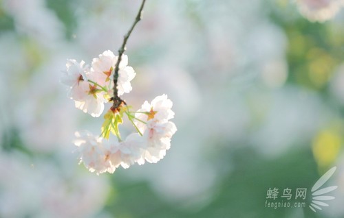 常见花卉的拍摄技巧