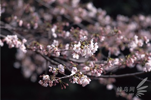 常见花卉的拍摄技巧