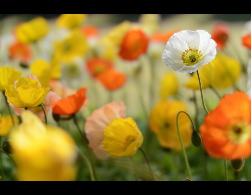 轻便人像新镜 尼康发布1系统32mm F1.2头