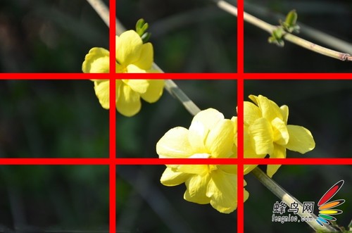 花卉构图