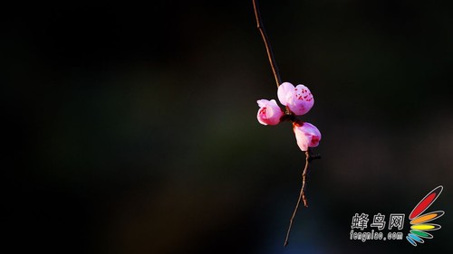 花卉构图