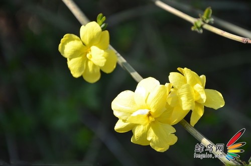 花卉构图