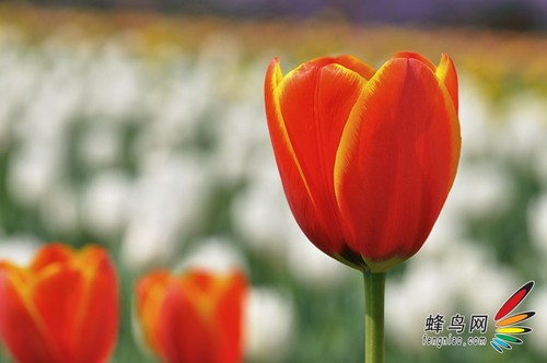 花卉构图