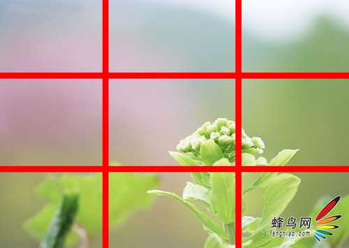 花卉构图