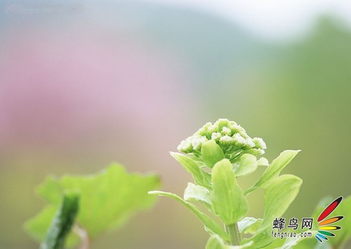 花卉构图