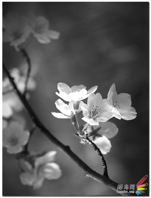 花卉构图