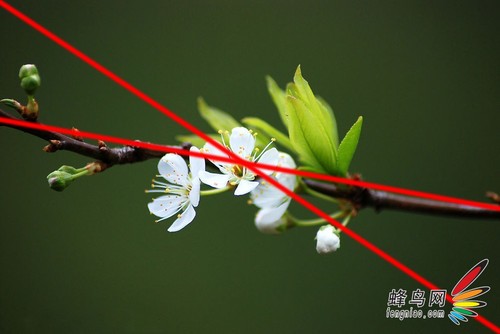 花卉构图
