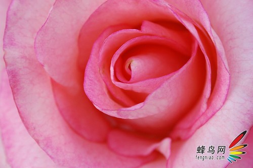 花卉构图