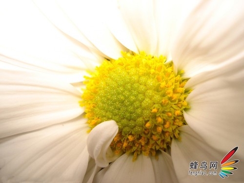 花卉构图
