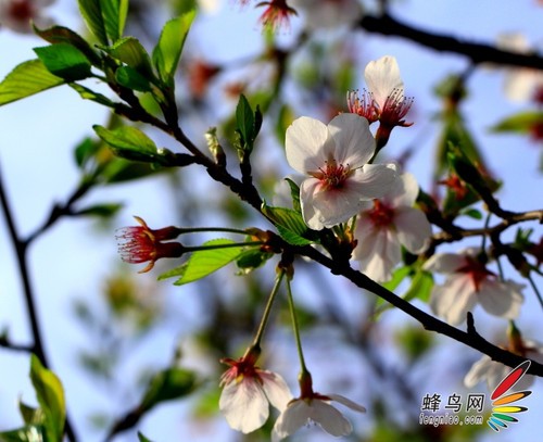 花卉构图