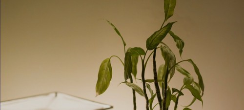 50D起死回生 ML固件RAW视频高感打败5D2