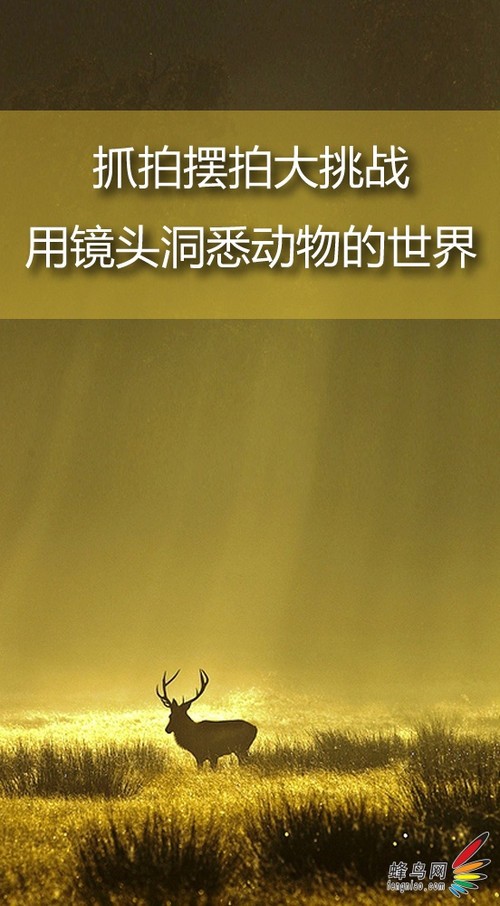 抓拍摆拍大挑战 用镜头洞悉动物的世界