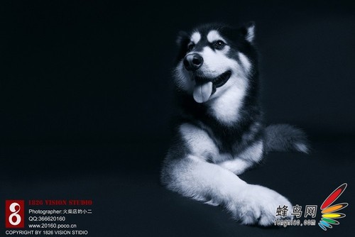抓拍摆拍大挑战 用镜头洞悉动物的世界