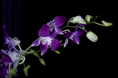 慢速快门＋均匀扫光:极简构图下的美丽花卉 