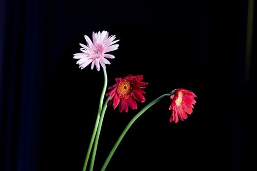 慢速快门＋均匀扫光:极简构图下的美丽花卉 