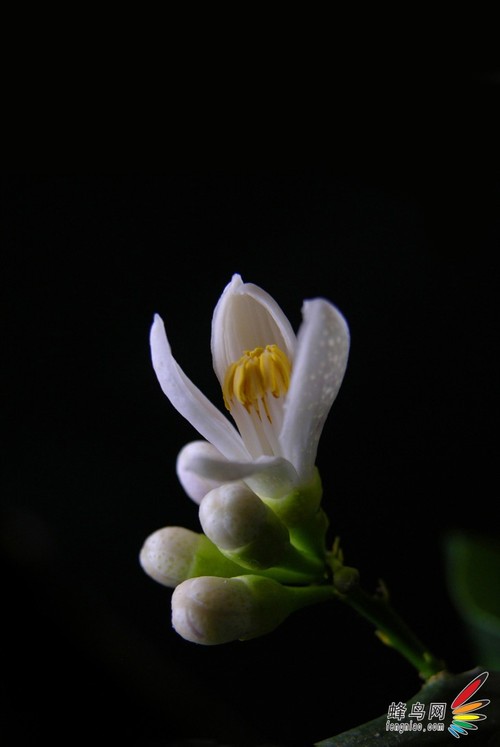 花卉摄影 用光