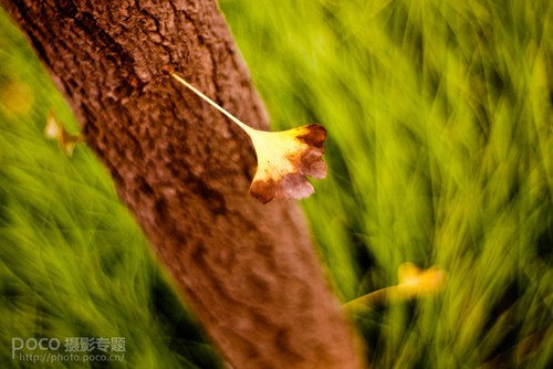 小植物拍出大世界