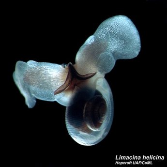 透明无壳海蜗牛