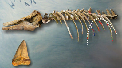 古生物学家还原400万年前鲨鱼捕杀海豚场景