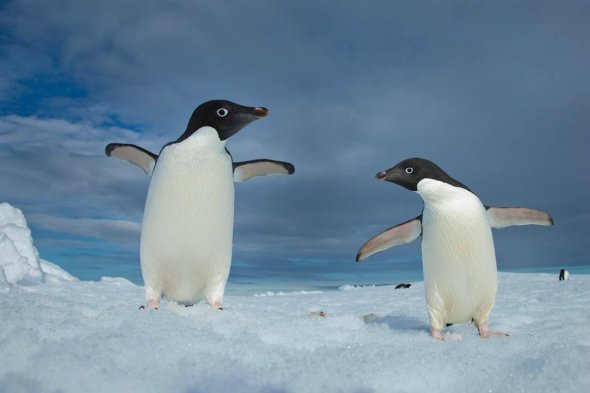 阿德利企鹅，南极洲