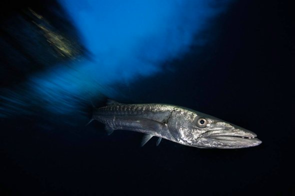 大梭鱼，巴布亚新几内亚