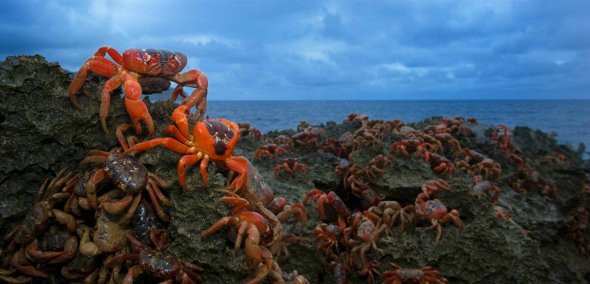 印度洋圣诞岛红蟹迁徙