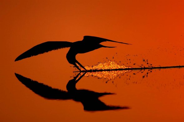 黑燕鸥，美国纽约长岛尼克尔森海滩