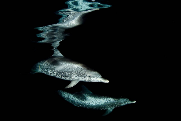 大西洋斑点海豚，巴哈马群岛