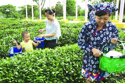 日照“茶”“海”文化体验游(图)