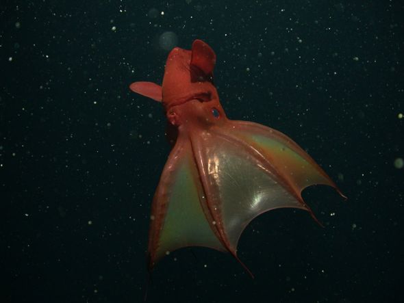 吸血鬼乌贼(Vampire squid)