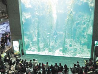 台湾海洋生物博物馆引进黄金巨藻 