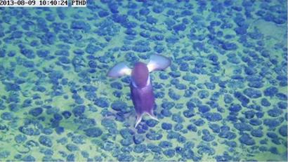 7000米海底捕获“异形”生物