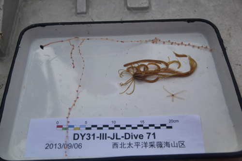 “蛟龙”号连续两次下潜采集到大量海底生物样品