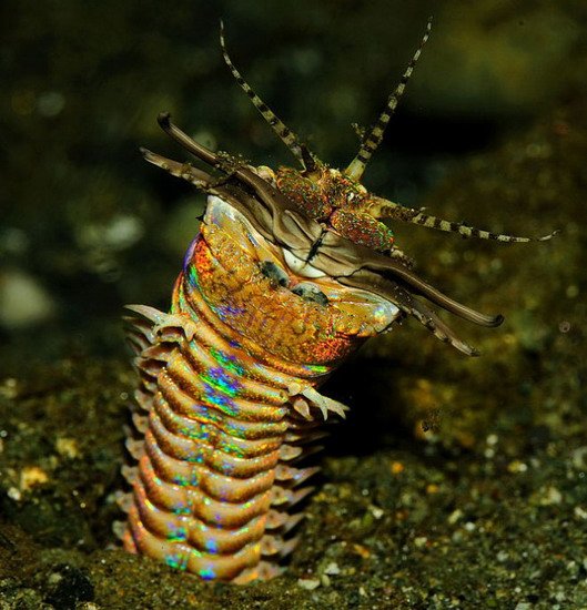三米博比特虫潜伏海底能将猎物瞬间撕成两半