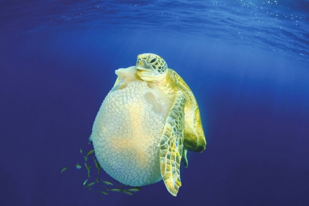 行为组一等奖 海龟吞食水母<br>